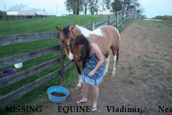 MISSING EQUINE Vladimir, Near Warrenton, VA, 20186